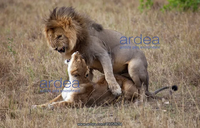 : Lion (Panthera leo) pair mating, Masai Mara : Lion (Panthera leo) pair mating, Masai Mara