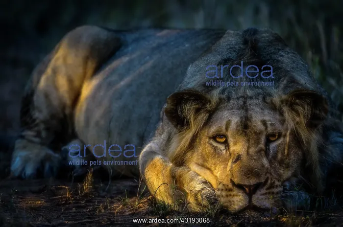 : Lion (Panthera leo). Phinda / Munyawana / Zuka Game : Lion (Panthera leo). Phinda / Munyawana / Zuka Game