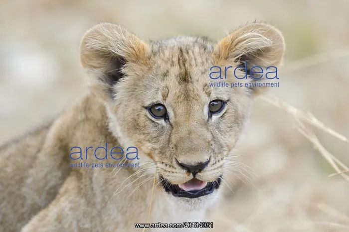 : Lion (Panthera leo) portrait of cub, Khwai, Botswana : Lion (Panthera leo) portrait of cub, Khwai, Botswana