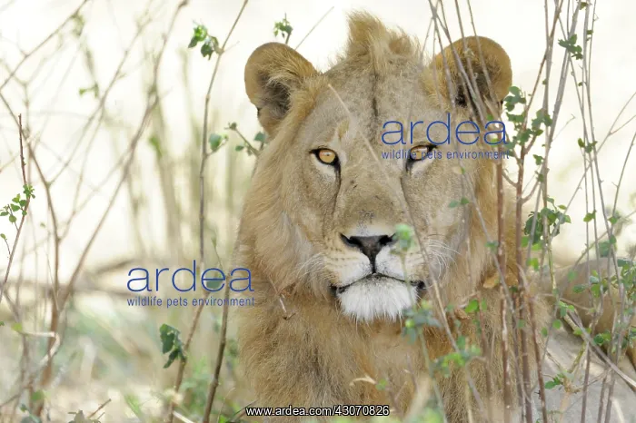  : Lion (Panthera leo) portrait looking at camera
