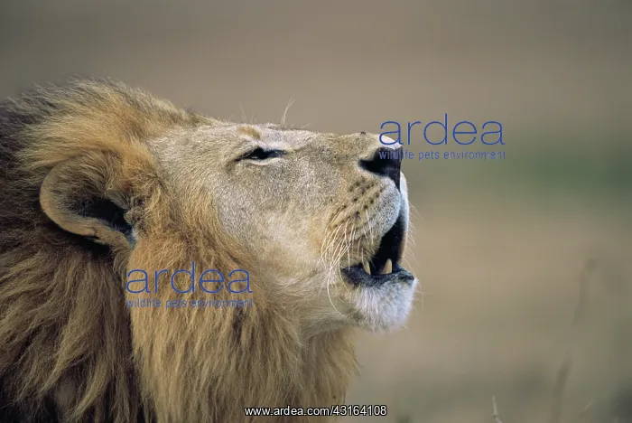 : Lion (Panthera leo) roaring, Kenya, Lake Nakuru National Park : Lion (Panthera leo) roaring, Kenya, Lake Nakuru National Park
