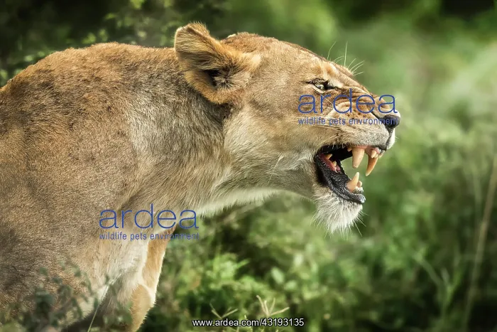 : Lion (Panthera leo), Roaring lioness, Tsavo National : Lion (Panthera leo), Roaring lioness, Tsavo National
