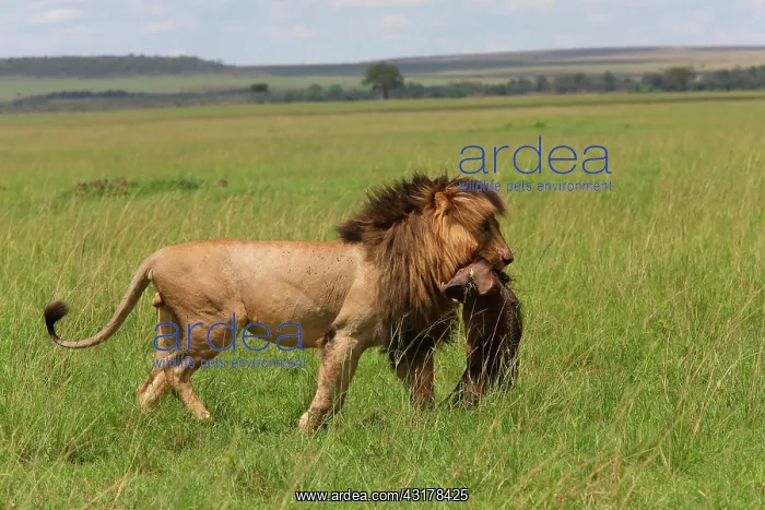 : Lion (Panthera leo), Scarface with Warthog, Masai : Lion (Panthera leo), Scarface with Warthog, Masai