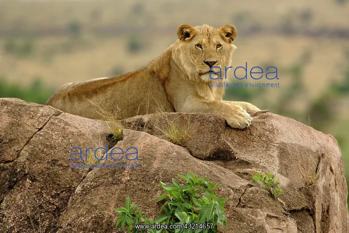 : Lion, Panthera leo, Serengeti National Park : Lion, Panthera leo, Serengeti National Park