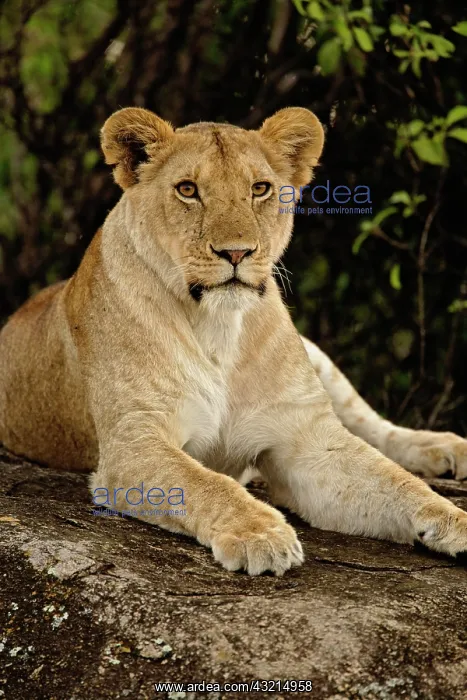 : Lion, Panthera leo, Serengeti National Park : Lion, Panthera leo, Serengeti National Park