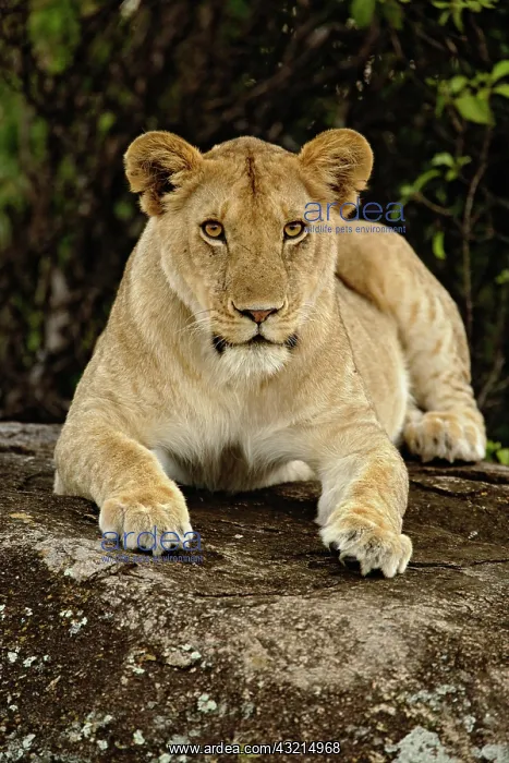 : Lion, Panthera leo, Serengeti National Park : Lion, Panthera leo, Serengeti National Park