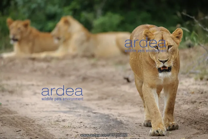  : Lion (panthera leo). South Africa