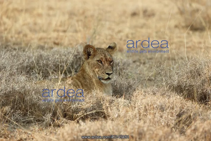 : Lion (Panthera leo) sub-adult lying in dry grass, Uganda, Queen Elizabeth National Park : Lion (Panthera leo) sub-adult lying in dry grass, Uganda, Queen Elizabeth National Park