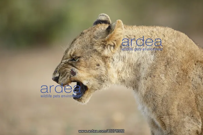 : Lion (Panthera leo) sub-adult yawning, South Af : Lion (Panthera leo) sub-adult yawning, South Af