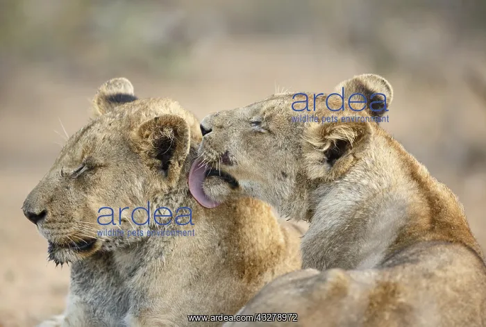 : Lion (Panthera leo) sub-adults grooming, South : Lion (Panthera leo) sub-adults grooming, South