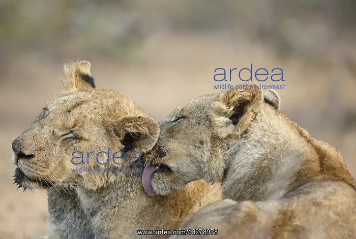 : Lion (Panthera leo) sub-adults grooming, South : Lion (Panthera leo) sub-adults grooming, South