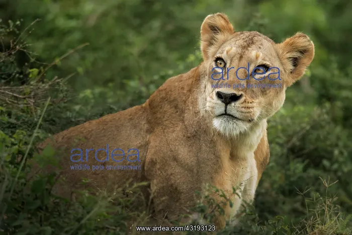 : Lion (Panthera leo), Sweet look of a lioness, Tsavo : Lion (Panthera leo), Sweet look of a lioness, Tsavo