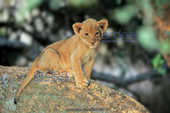 : Lion (Panthera leo vernayi), young animal sitting : Lion (Panthera leo vernayi), young animal sitting