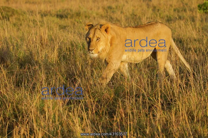 : Lion (Panthera leo) walking on the savanna, Kenya, Masai Mara National Reserve : Lion (Panthera leo) walking on the savanna, Kenya, Masai Mara National Reserve