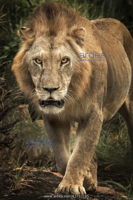 : Lion (Panthera leo) walking straight to the camera : Lion (Panthera leo) walking straight to the camera