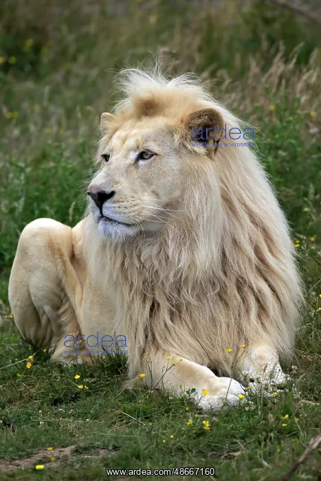  : Lion (Panthera leo), White Form, adult male, Africa