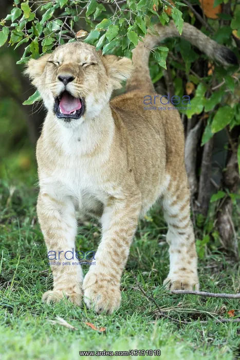  : Lion (Panthera leo), yawning cub, Masai-Mara Reserve