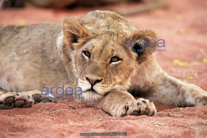 : Lion (Panthera leo), young, alert, resting, portrait : Lion (Panthera leo), young, alert, resting, portrait