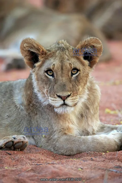  : Lion (Panthera leo), young, alert, resting, portrait