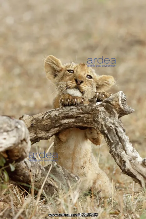 : Lion (Panthera leo) young cub, Kruger NP, South : Lion (Panthera leo) young cub, Kruger NP, South