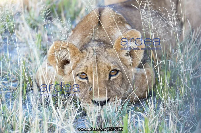 : Lion (Panthera leo) Young lion lying in the grass : Lion (Panthera leo) Young lion lying in the grass