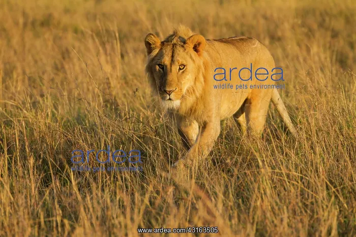 : Lion (Panthera leo) young male lion walking on the savanna : Lion (Panthera leo) young male lion walking on the savanna