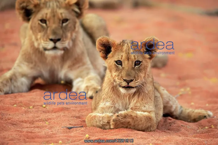 : Lion (Panthera leo), young, resting, alert, group : Lion (Panthera leo), young, resting, alert, group
