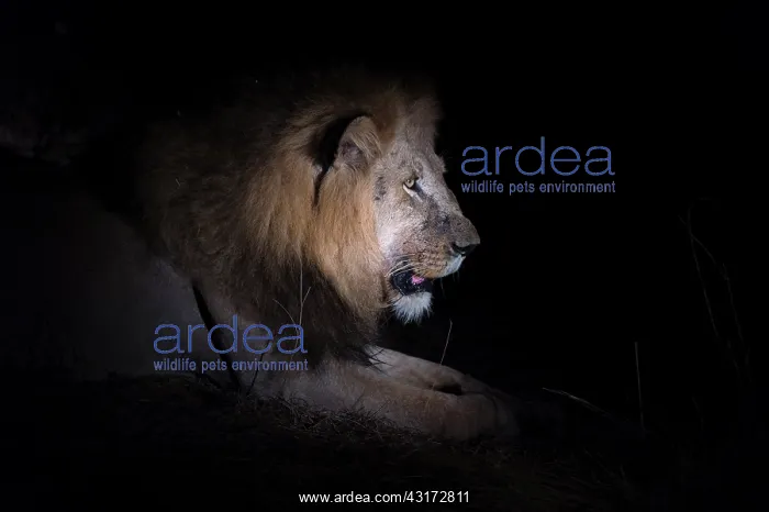 : Lion (Phantera leo) male resting at night, South Africa : Lion (Phantera leo) male resting at night, South Africa