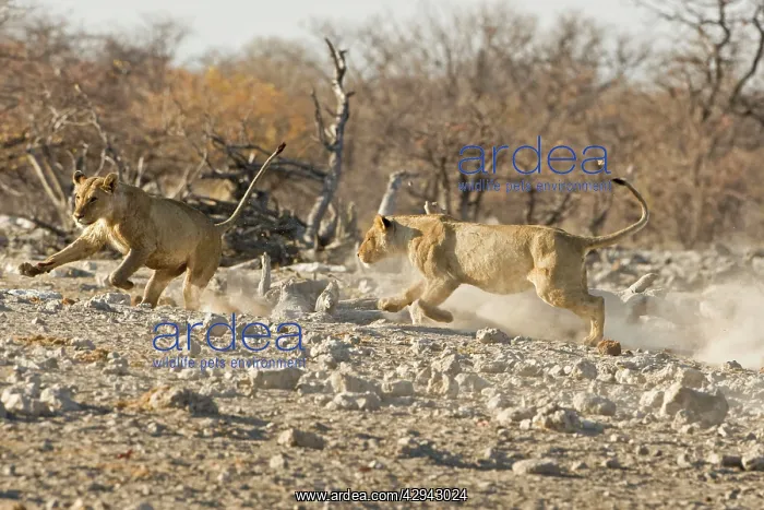 : Lion - Playfully chasing each other : Lion - Playfully chasing each other