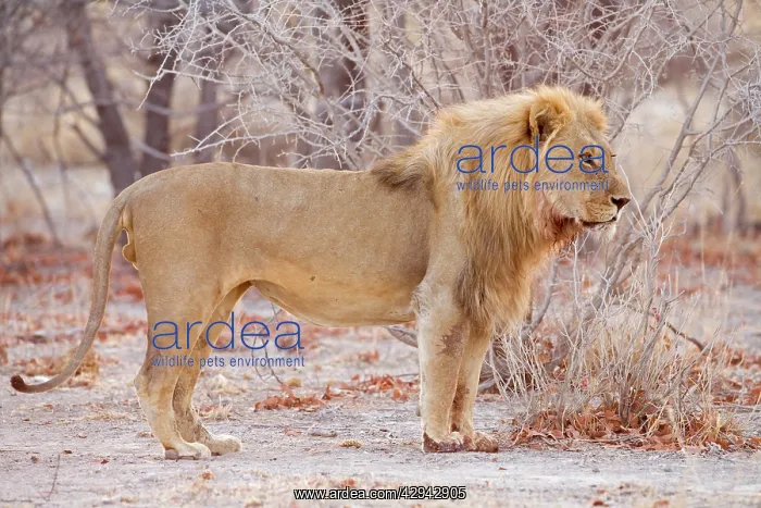 : Lion - Portait of a pride male : Lion - Portait of a pride male