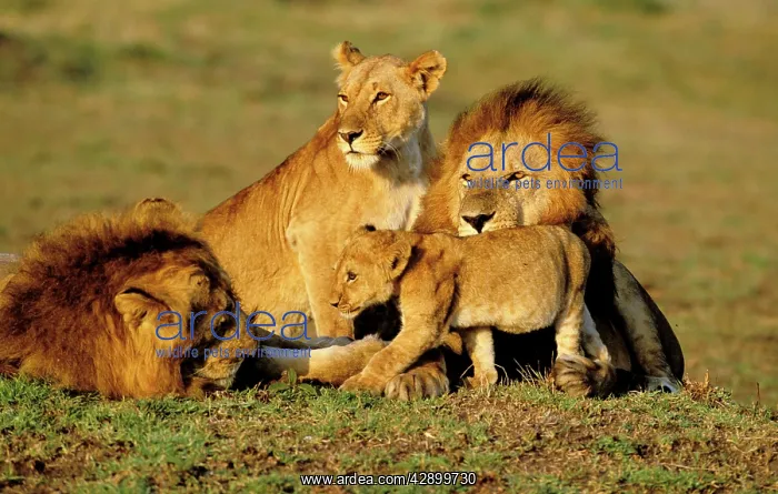 : Lion - Pride : Lion - Pride