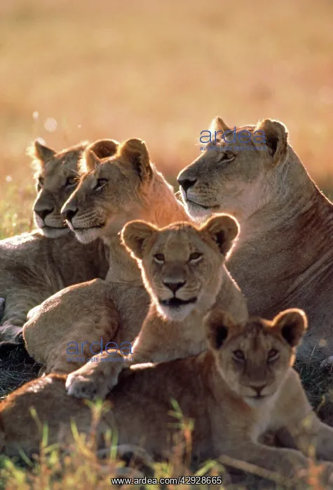 : Lion - pride