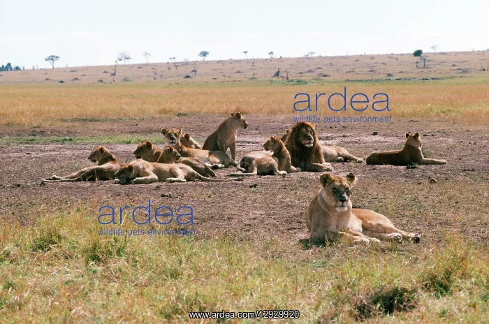: LION PRIDE : LION PRIDE