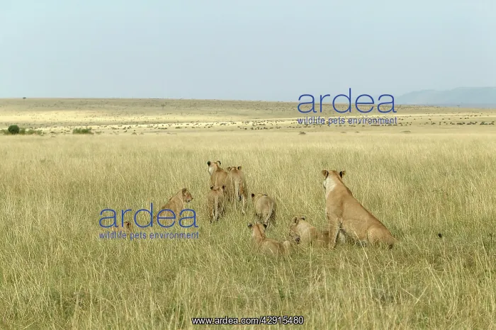 : Lion - pride of female & young : Lion - pride of female & young
