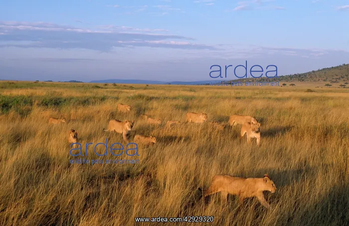  : LION PRIDE - females and cubs, returning to territory