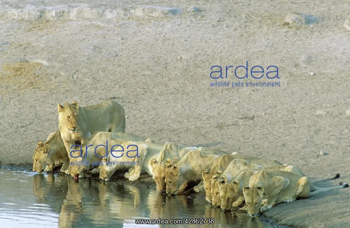 : Lion - a pride of females and subadults drinking : Lion - a pride of females and subadults drinking