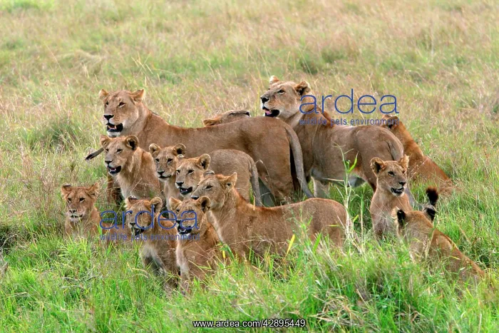 : Lion - Pride of lions : Lion - Pride of lions