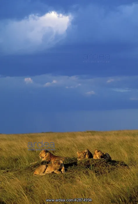 : Lion - pride resting on mound : Lion - pride resting on mound