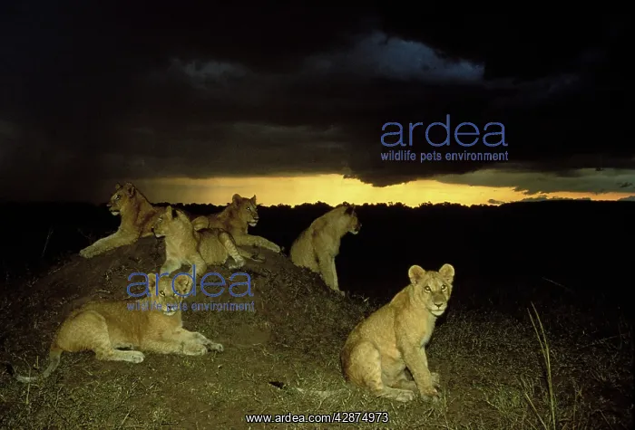 : Lion - pride resting on mound at night : Lion - pride resting on mound at night