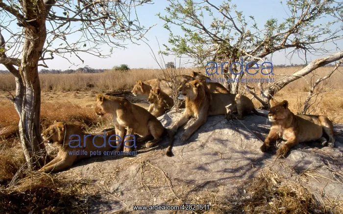 : LION - pride scanning for prey from termite mound : LION - pride scanning for prey from termite mound
