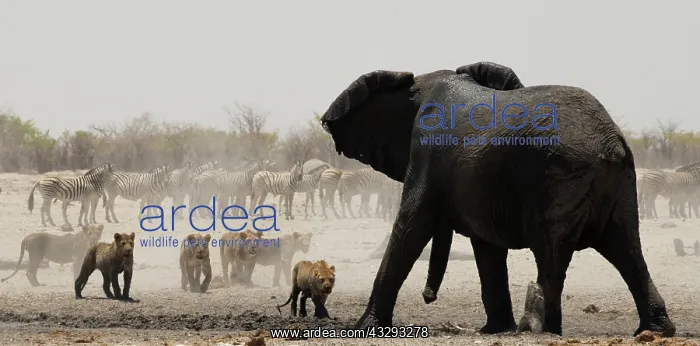 : Lion, the proverbial king of beasts, even in group, when fac : Lion, the proverbial king of beasts, even in group, when fac