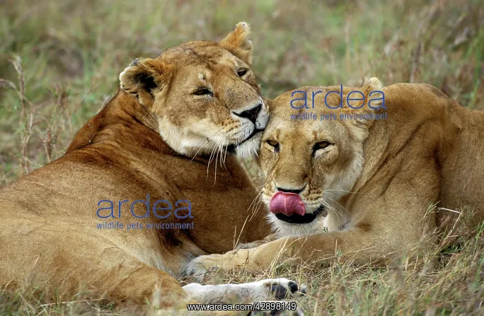  : Lion resting