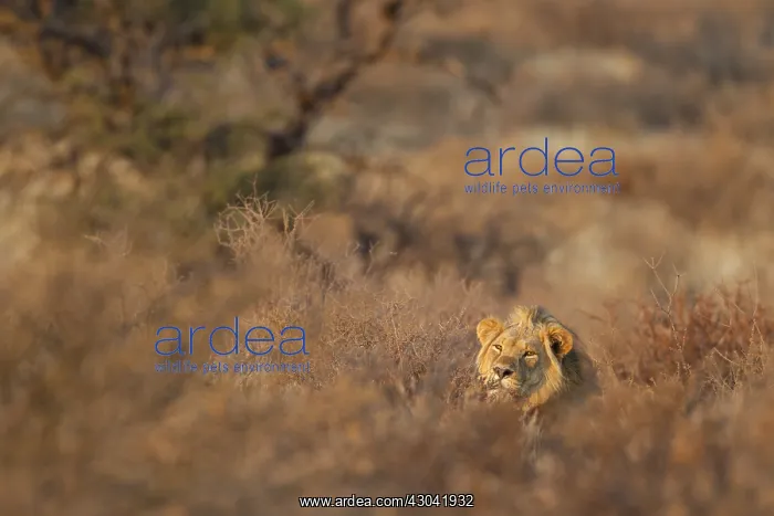 : Lion - resting male in the first light of the morning : Lion - resting male in the first light of the morning