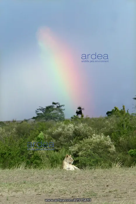  : Lion - resting with rainbow behind