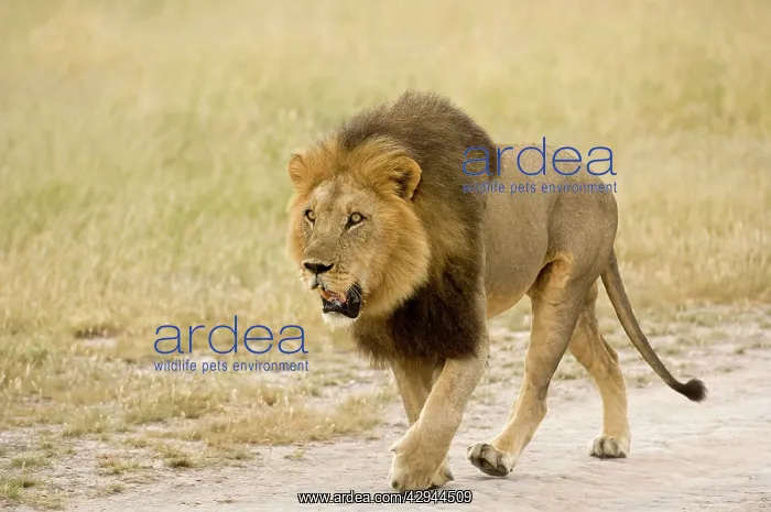 : Lion - on road pursuing rival from territory : Lion - on road pursuing rival from territory