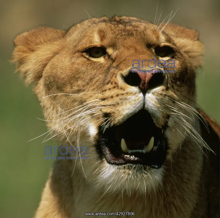 : Lion - roaring : Lion - roaring