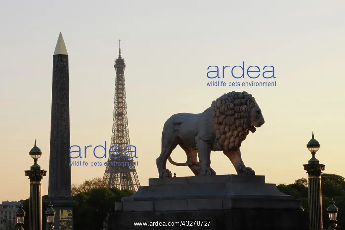 : Lion sculpture and obelisk on the Place de la Concorde : Lion sculpture and obelisk on the Place de la Concorde