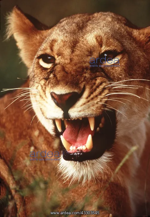 : LION - single lioness / female : LION - single lioness / female