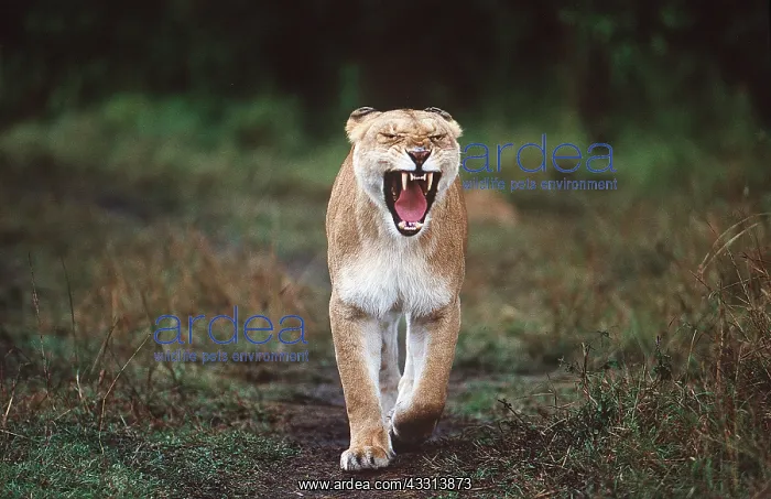 : LION - single lioness / female : LION - single lioness / female