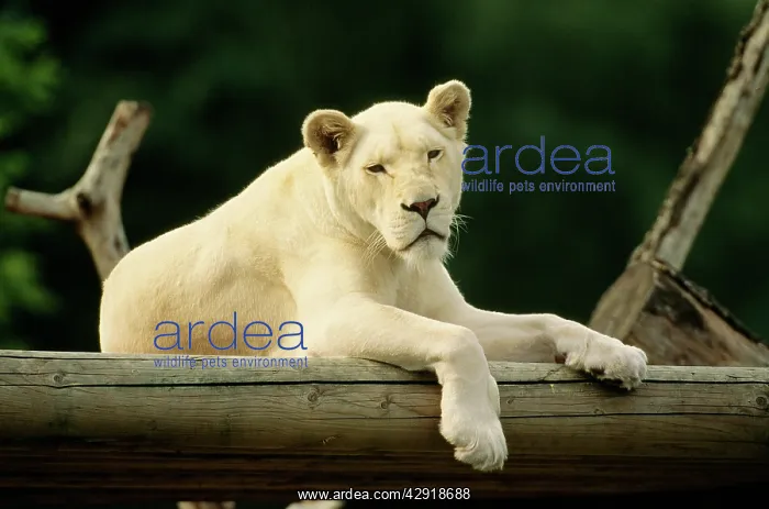 : Lion - single lioness / female - albino : Lion - single lioness / female - albino
